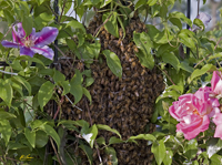 Rose Garden Bees 3777